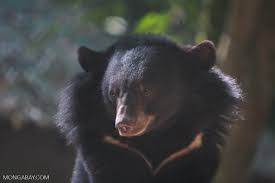 Asiatic Black Bear Range Map Asian Black Bear