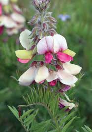 Image result for Tephrosia rhodesica