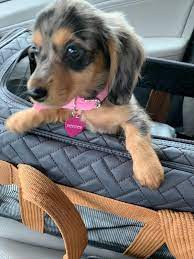 Find many great new & used options and get the best deals for sherpa original deluxe pet carrier large black at the best online prices at ebay! Sherpa Deluxe Pet Carrier Large Off 67 Www Usushimd Com