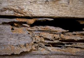 Wood Floors And Termites Termite Control Wood Termites Termites
