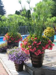 Pin On Container Garden