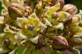 Image result for Xysmalobium