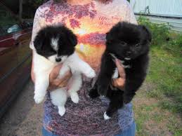 Shih tzu pomeranian mix puppies. Shih Tzu Puppies Mix Pets And Animals For Sale Wisconsin