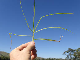 Image result for Cenchrus clandestinus