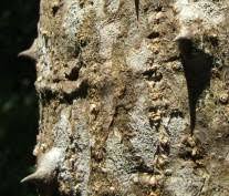 Image result for Erythrina afra