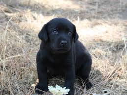 From 8 weeks on our puppy training schedule guides you through ages and stages of labrador puppy training. Crate Training Potty Training Labrador Puppy Lab Puppy Housebreaking