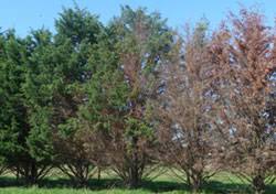 Check spelling or type a new query. Cypress Canker Shrub And Tree Diseases Plant Diseases Biosecurity Agriculture Victoria