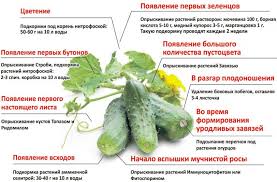 Удобрение жидкое органическое биогумус 3 л. Podkormka Ogurcov Narodnymi Sredstvami V Otkrytom Grunte Chem Podkormit Osobennosti Uhoda