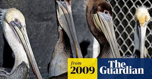 600+ vectors, stock photos & psd files. Hundreds Of Pelicans Found Dead Along West Coast Of Us Animals The Guardian