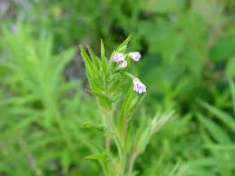 Image result for Epilobium