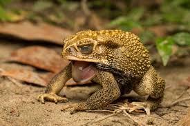 Cane toads have a salty secret to protect themselves when shedding ...
