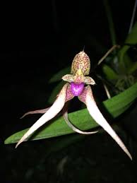 Image result for Aerangis kirkii