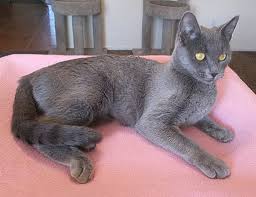 Other pets rabbits birds reptiles small animals horses farm animals. Phoenix Az Russian Blue Meet Lilac A Pet For Adoption