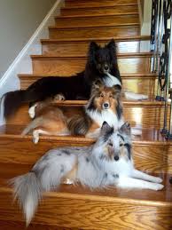 The One In The Middle Looks Just Like Friendly My Favorite Dog Ever He Was Hit By A Car And Died Last Spring Yavru Kopek Komik Hayvan Sevimli Kopek Yavrulari