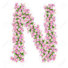 Alphabet letter n and pictures. Letter N Alphabet With Zinnia Flower Abc Concept Type As Logo Typography Design Stock Photo Picture And Royalty Free Image Image 40321061