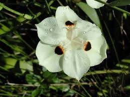 Image result for Dietes
