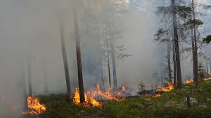 Svedjebruk är en form av kontrollerad skogsbrand, liksom skyddsavbränning, eller motbränder. Skogsbrand Branschriktlinjer Och Forebyggande Arbete Skogforsk