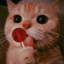 Tumblr In 2021 Cute Baby Cats Cute Cat Wallpaper Cat Wallpaper