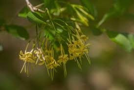 Image result for Pavetta gardeniifolia