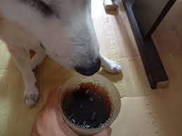 ドクターペッパー | 柴犬虎哲の部屋
