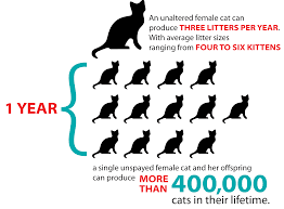 Neutering Your Cat Cost Of Spaying A Cat Or Dog In Kenya