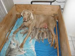 Image result for výmarský krátkosrstý ohař