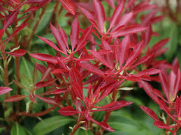 You need water, mulch, fertilizer, pruning shears, neem oil and insecticidal soap. Schattenglockchen Mountain Fire Pieris Japonica Mountain Fire Baumschule Horstmann