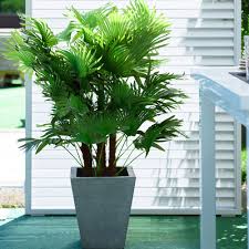 Pledoarie Pentru Decorarea Casei Cu Plante Artificiale Plants Blog