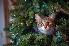 When the issue clears up, the chewing should either go away or lessen in frequency. How To Stop A Cat From Climbing The Christmas Tree Popsugar Pets