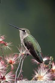 Backyard Birds Of Arizona Desert Female Costa S Hummingbird Introduction Birds Of North America Online Arizona Birds Colorful Birds Backyard Birds