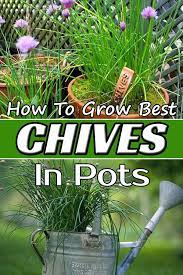 How To Grow Best Chives In Pots Growing Chives Chives Plant Growing Herbs