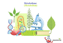 Maybe you would like to learn more about one of these? Contoh Soal Metabolisme Pilihan Ganda Dan Jawaban