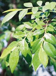 Image result for Ulmus parvifolia