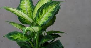 Pin On Plants For Houses