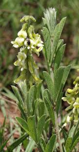 Image result for Eriosema