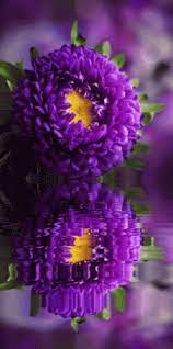 Purple Flower Gif Purple Flower Reflection Discover Share Gifs Beautiful Flowers Images Flower Images Purple Flowers