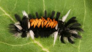 We did not find results for: Milkweed Tussock Moth Caterpillar Euchaetes Egle Bugguide Net