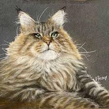 The maine coon cat museum. Maine Coon Kittens For Sale In Uk Edenmaine