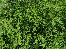 Ambrozia este o planta cu provenienta in america de nord. Ambrozie Lalea