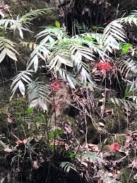 Image result for Chamaedorea microspadix