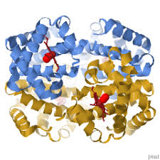 Image result for Hemoglobin