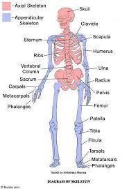Other Than The Most Commonly Known Information That Our Skeleton Has 206 Bones Th Human Skeleton Anatomy Skeletal System Anatomy Human Anatomy And Physiology