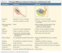 Lidy Yj The Differences Between Prokaryotic And Eukaryotic Cells Eukaryotic Cell Cells Worksheet Prokaryotes