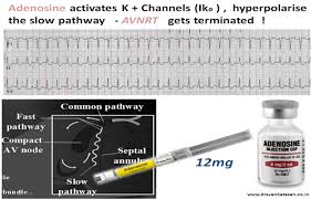Image result for Adenosine