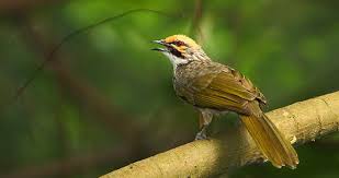 Perlu anda ketahui, hanya burung kemade jantan yang bisa berkicau dengan gacor. Perbedaan Burung Jantan Dan Betina Om Kicau