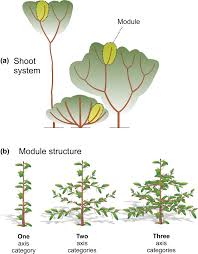 Image result for Gymnosporia maranguensis