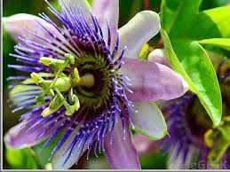What Is The Difference Between Valerian And Passion Flower Passion Flower Flowers Orchids