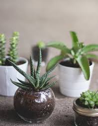 Reduce watering after the plant blooms to once or twice a month or when the soil is dry 1 to 2 inches. Caring For Your Indoor Cactus Blog Embassy Landscape Group