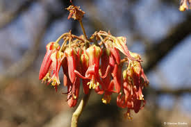 Image result for Cotyledon barbeyi