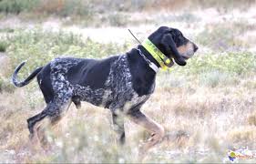 Maybe you would like to learn more about one of these? Photo Un Chien De Chasse